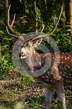 Spotted Deer Eating Rhododendron Flower