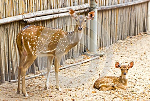 Spotted Deer Family.