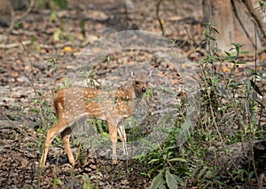 Spotted Deer Fawn