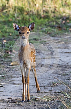 Spotted deer fawn