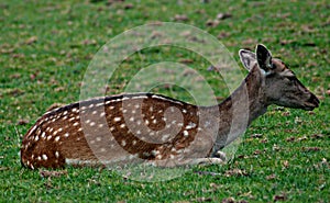 Spotted deer fawn on grass