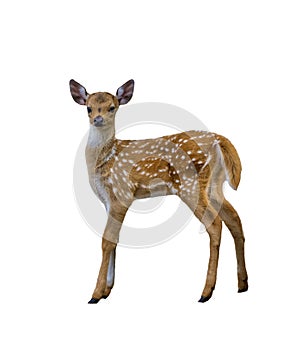 Spotted deer fawn isolated on white background