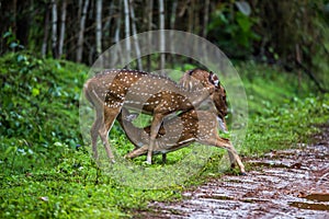 Spotted deer fawn nursing