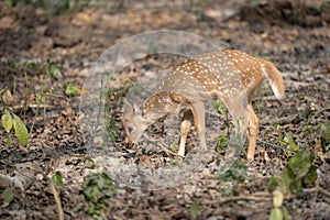 A Spotted Deer Fawn walking in the jungle