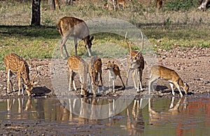 Spotted deer fawns at pond