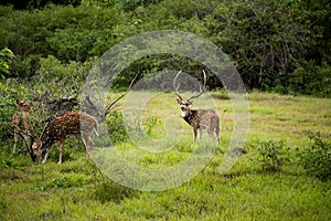 Spotted deer feeding in the grassland forest