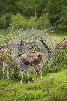Spotted deer feeding in the grassland forest