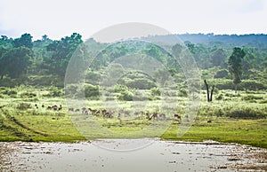 Spotted deer feeding in the grassland forest