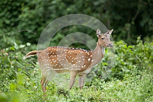 Spotted deer feeding in the grassland forest