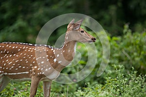 Spotted deer feeding in the grassland forest