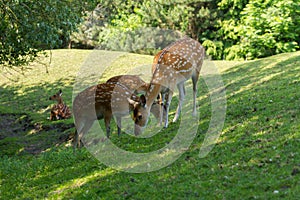 Spotted deer foraging