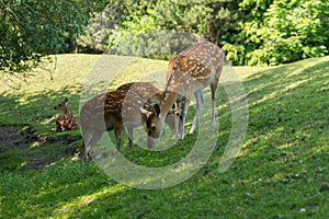 Spotted deer foraging photo