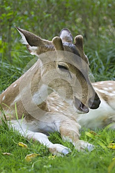 Spotted deer in a garden, in Bardia, Nepal