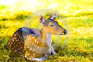 Spotted deer on the grass yard photo