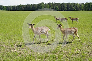 Spotted deer graze on the field. Spring. May. Sunny day. Wild animals. Hoofed and horned.