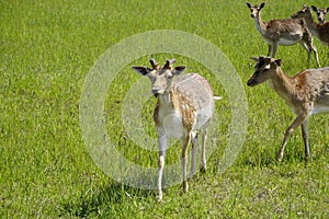 Spotted deer graze on the field. Spring. May. Sunny day. Wild animals. Hoofed and horned.