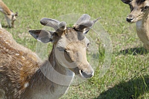 Spotted deer graze on the field. Spring. May. Sunny day. Wild animals. Hoofed and horned.