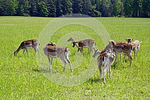 Spotted deer graze on the field. Spring. May. Sunny day. Wild animals. Hoofed and horned.