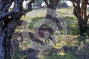 Spotted deer graze on vegetation in Yala National Park near Tissamaharama in the early morning.