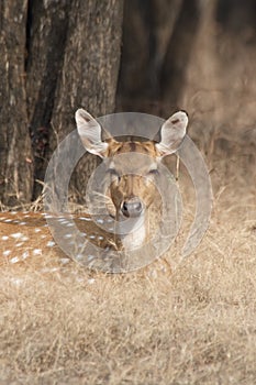 Spotted deer with half-closed eyes
