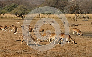 Spotted deer herd