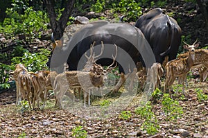 Spotted Deer Herd with Gaur Pair