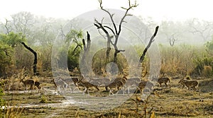 Spotted Deer in Indian Jungle