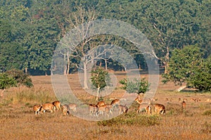 Spotted deer - Kanha National Park