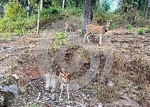 Spotted deer at Kanha national Park, MP