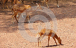 A Spotted Deer - Kid and Parent