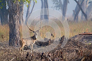 Spotted deer male in Bardia, Nepal