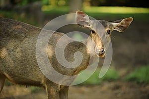 Spotted Deer is a mammalian species