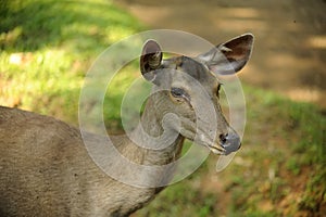 Spotted Deer is a mammalian species