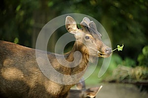 Spotted Deer is a mammalian species