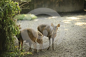 Spotted Deer is a mammalian species