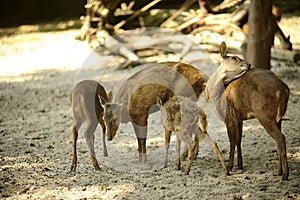 Spotted Deer is a mammalian species