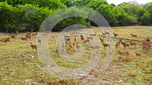 Spotted deer in the national park of Sri Lanka.