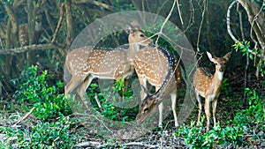 Spotted deer in the national park of Sri Lanka.