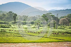 Spotted deer in the natural forest in kerala photo