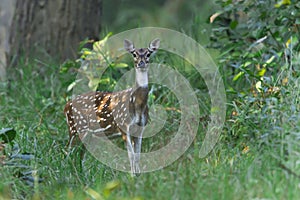Spotted deer in Nepal