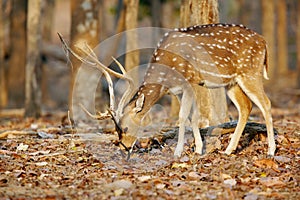 spotted deer in pench tiger reserve