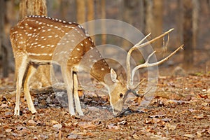 spotted deer in pench tiger reserve