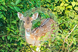 Spotted deer