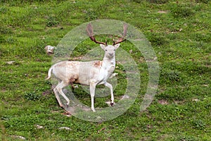 Spotted deer poses for the photographer