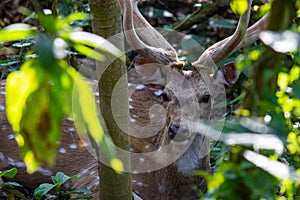 Spotted Deer Resting in Shade