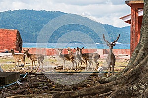 Spotted deer at Ross island,