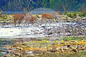 Spotted Deer, Royal Bardia National Park, Nepal