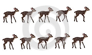 Spotted deer`s walking cycle for animation. Steps of deer cub.