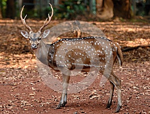 Spotted deer