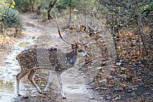 Spotted deer stag in India